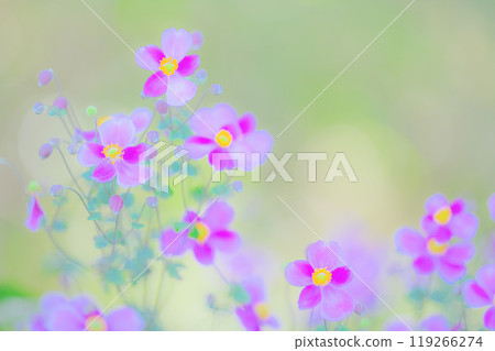 秋天的色彩,可愛的秋菊之美 秋天的色彩,可愛的秋菊之美 119266274