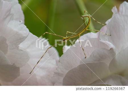 Yellow stick bug on a white flower Yellow stick bug on a white flower 119266367
