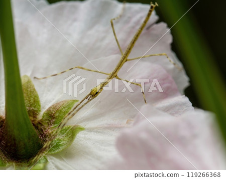 Yellow stick bug on a white flower Yellow stick bug on a white flower 119266368