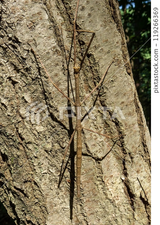Brown stick insect on a tree 119266369