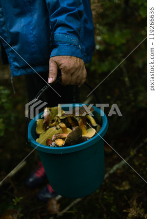 Woman with mushrooms in plastic basket in autumn forest. Harvesting edible mushroom in woodland. Fall season Woman with mushrooms in plastic basket in autumn forest. Harvesting edible mushroom in woodland. Fall season 119266636
