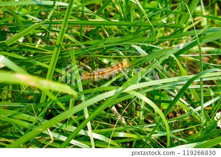 Gypsy moth larva (caterpillar) 119266830