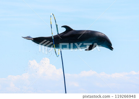 A dolphin successfully jumps through a hoop A dolphin successfully jumps through a hoop 119266948