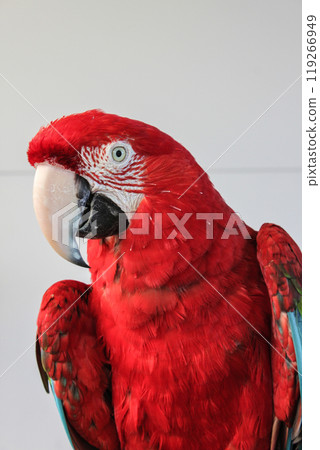A parrot with a striking bright red color A parrot with a striking bright red color 119266949