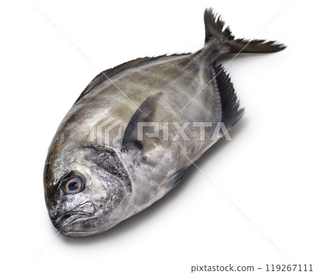 Great horse mackerel 119267111