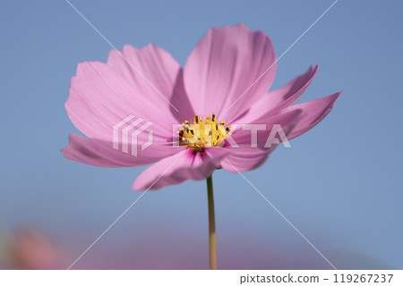 A close-up of a cute, slightly pink cosmos flower shining against the blue sky 119267237