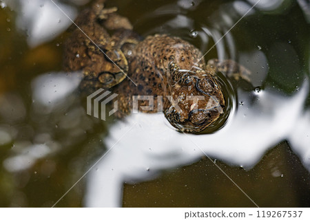 A couple of brown frog is mating in the pond. A couple of brown frog is mating in the pond. 119267537