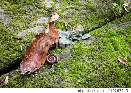 Close up of Giant millipedes curled up on mossy rocks. 119267545