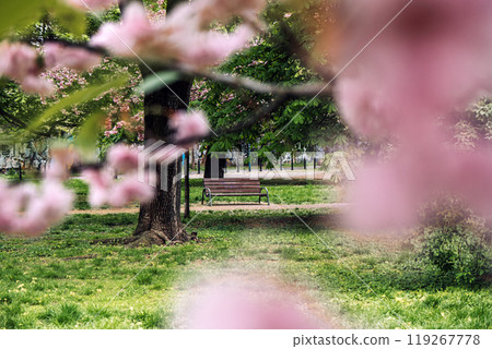 Park bench framed by spring pink cherry blossoms, tranquil spring scenery with lush greenery Park bench framed by spring pink cherry blossoms, tranquil spring scenery with lush greenery 119267778