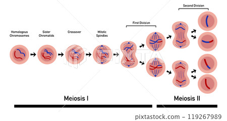 Meiosis, cell division, homologous chromosomes, Meiosis I and Meiosis II, Crossing over, Prophase, Metaphase, Anaphase, and Telophase, Cell division for education use, Animation of phases Meiosis, cell division, homologous chromosomes, Meiosis I and Meiosis II, Crossing over, Prophase, Metaphase, Anaphase, and Telophase, Cell division for education use, Animation of phases 119267989