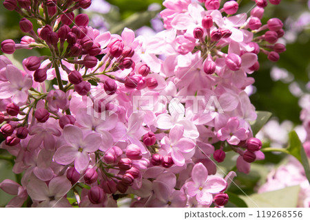 Lilac flowers blooming. 119268556