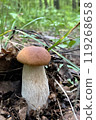 Boletus edulis mushroom grows on ground in forest 119268658
