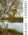 birch tree with yellowed leaves on lake shore autumn landscape 119268661