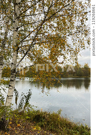 birch tree with yellowed leaves on lake shore autumn landscape birch tree with yellowed leaves on lake shore autumn landscape 119268661