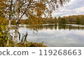 birch tree with yellowed leaves on lake shore autumn landscape 119268663