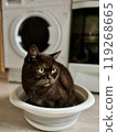 cat sitting in washing basin against washing machine on background 119268665