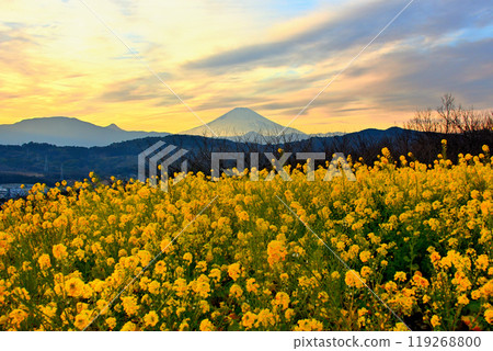 關東/東山公園/油菜花、夕陽染成金色的天空、富士山的剪影/神奈川縣二宮町 (1) 119268800
