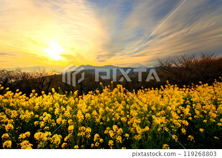 Kanto, Azumayama Park, rapeseed flowers, the sky turning golden with the setting sun, the silhouette of Hakone and Mt. Fuji, Ninomiya Town, Kanagawa Prefecture (2) Kanto, Azumayama Park, rapeseed flowers, the sky turning golden with the setting sun, the silhouette of Hakone and Mt. Fuji, Ninomiya Town, Kanagawa Prefecture (2) 119268803