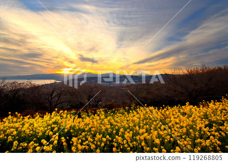關東、東山公園、油菜花風景、夕陽染成金色的天空、箱根和富士山的剪影、神奈川縣二宮町 (3) 119268805
