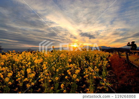 Kanto, Azumayama Park, rapeseed flowers, sunset and Mount Fuji, tourist images, Ninomiya Town, Kanagawa Prefecture (1) 119268808