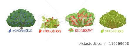 Different Fruit Shrub and Bush Sorts with Names Vector Set Different Fruit Shrub and Bush Sorts with Names Vector Set 119269608