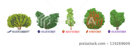 Different Fruit Shrub and Bush Sorts with Names Vector Set Different Fruit Shrub and Bush Sorts with Names Vector Set 119269609