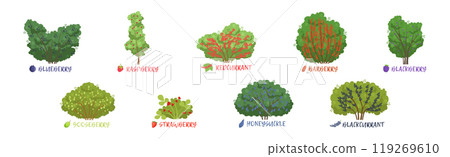 Different Fruit Shrub and Bush Sorts with Names Vector Set Different Fruit Shrub and Bush Sorts with Names Vector Set 119269610