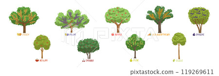 Different Fruit Trees Sorts with Names Vector Set Different Fruit Trees Sorts with Names Vector Set 119269611
