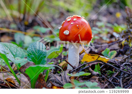 red fly agaric in the autumn forest close-up red fly agaric in the autumn forest close-up 119269999