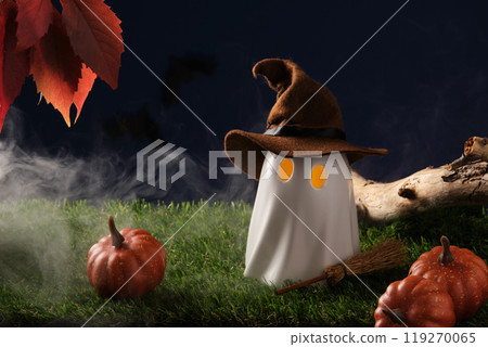 Cute Halloween ghost in brown witch hat with broomstick and glowing eyes on green grass with autumn leaves and pumpkins. Background for your text. Cute Halloween ghost in brown witch hat with broomstick and glowing eyes on green grass with autumn leaves and pumpkins. Background for your text. 119270065