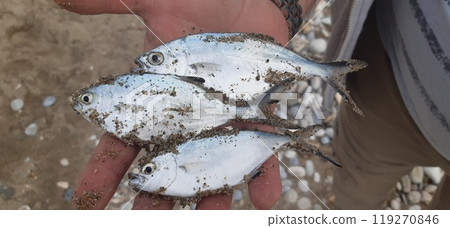 Kavala city in northern Greece, Macedonia region. the old city, harbour and antique fortres Kavala city in northern Greece, Macedonia region. the old city, harbour and antique fortres 119270846