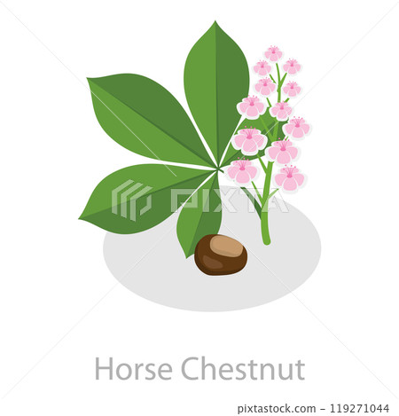 3D Isometric Flat  Set of Astringent Herbs. Item 3 119271044