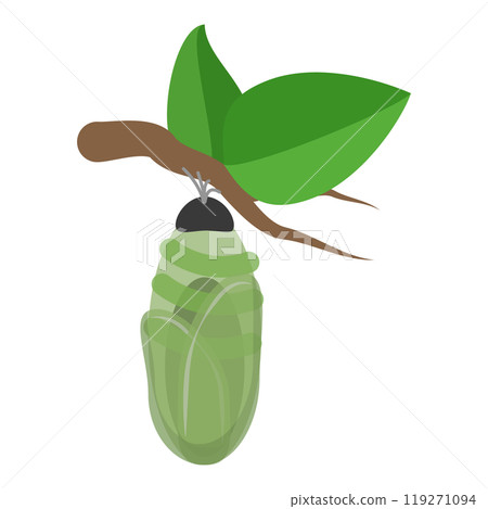 3D Isometric Flat Illustration of Butterfly Metamorphosis. Item 4 3D Isometric Flat Illustration of Butterfly Metamorphosis. Item 4 119271094