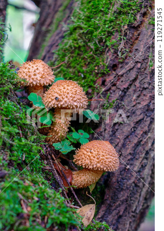 Pholiota squarrosa, commonly known as the shaggy scalycap 119271545