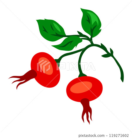 Illustration of rose hips. Image of plant and berries. Illustration of rose hips. Image of plant and berries. 119271602