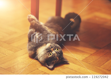 Funny playful cat lies on his back on a wooden floor Funny playful cat lies on his back on a wooden floor 119272042
