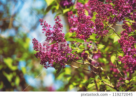 Purple lilac bush (Syringa) in the garden. Spring floral background 119272045