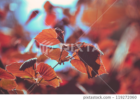 Twigs of Corylus maxima with young red leaves 119272060