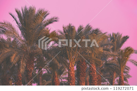 Row of tropical palm trees against sunset sky. Tropical evening landscape 119272071