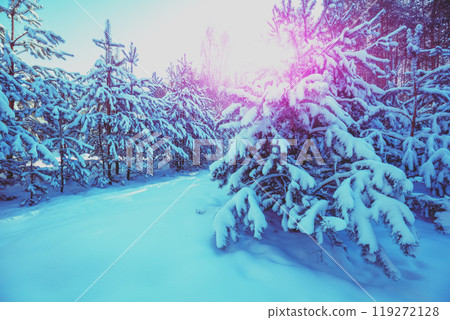 Nature winter background. Snowy forest. Pine trees covered with snow. Winter nature. Christmas background. Nature winter background. Snowy forest. Pine trees covered with snow. Winter nature. Christmas background. 119272128