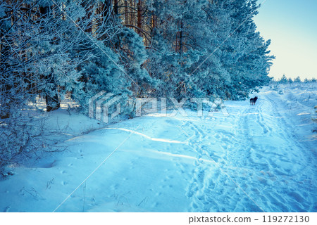 A dog walks on a snow-covered country road along a forest in winter 119272130