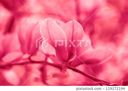 Blossoming magnolia flowers. Springtime. Nature pink flowers background 119272194