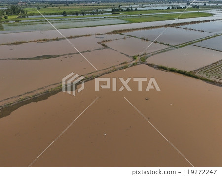 Flooded rice fields in the rain season of asia agriculture 119272247