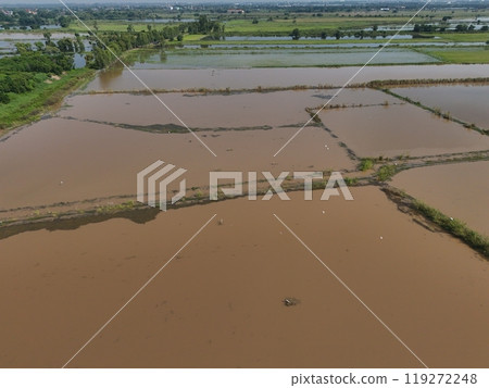 Flooded rice fields in the rain season of asia agriculture 119272248