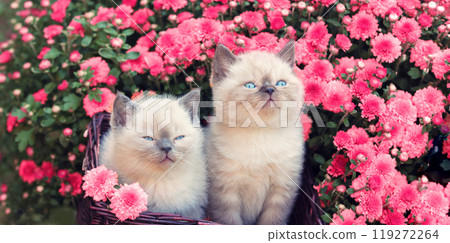 Two cute little kittens sitting in a basket near magenta chrysanthemum flowers 119272264
