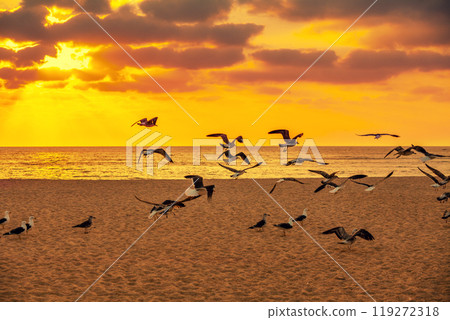 Seascape with seagulls on the sandy beach during a golden sunset Seascape with seagulls on the sandy beach during a golden sunset 119272318