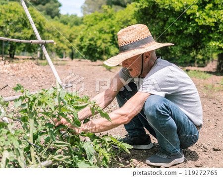 Gardener Tending Plants in Sunny Garden 119272765