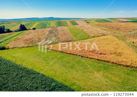 Aerial view of a field of cultivated soybeans and wheat on the hills in summer. Rural landscape 119273044