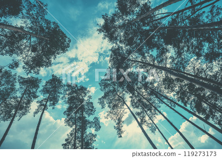 Frame from tall pine trees against a cloudy sky. Pine forest in the evening. Perspective view. Bottom view. 119273173