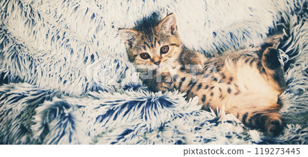 Cute little kitten lying on the back the soft fir blue blanket. Horizontal banner Cute little kitten lying on the back the soft fir blue blanket. Horizontal banner 119273445